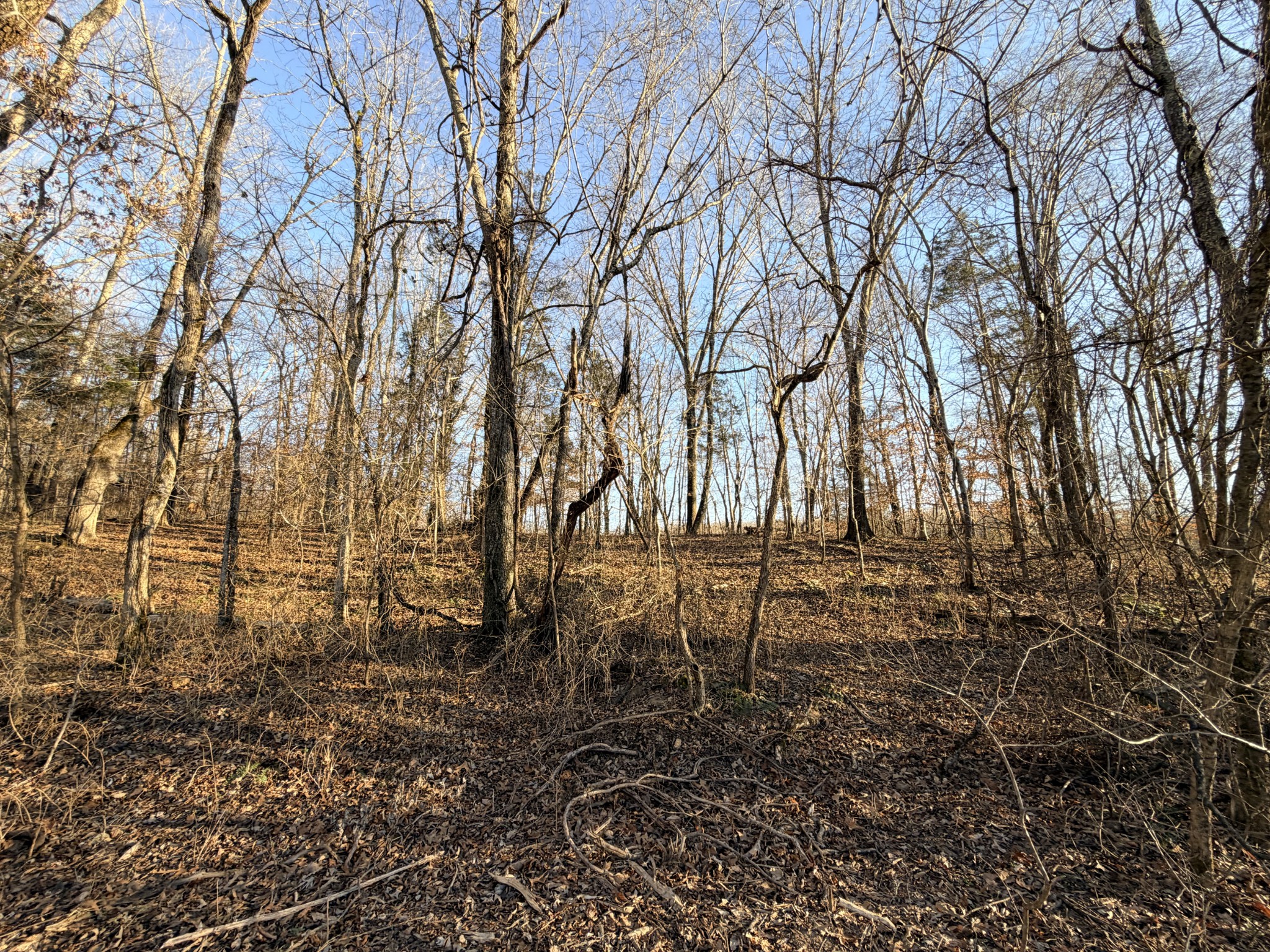 12 John Ross Hollow Road Erin, TN 37061 - Photo 31 of 37 a backyard of a house with lots of trees