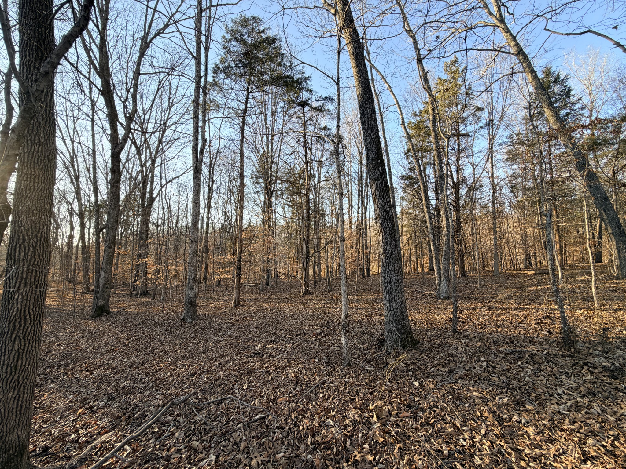 12 John Ross Hollow Road Erin, TN 37061 - Photo 35 of 37 a backyard of a house with lots of green space