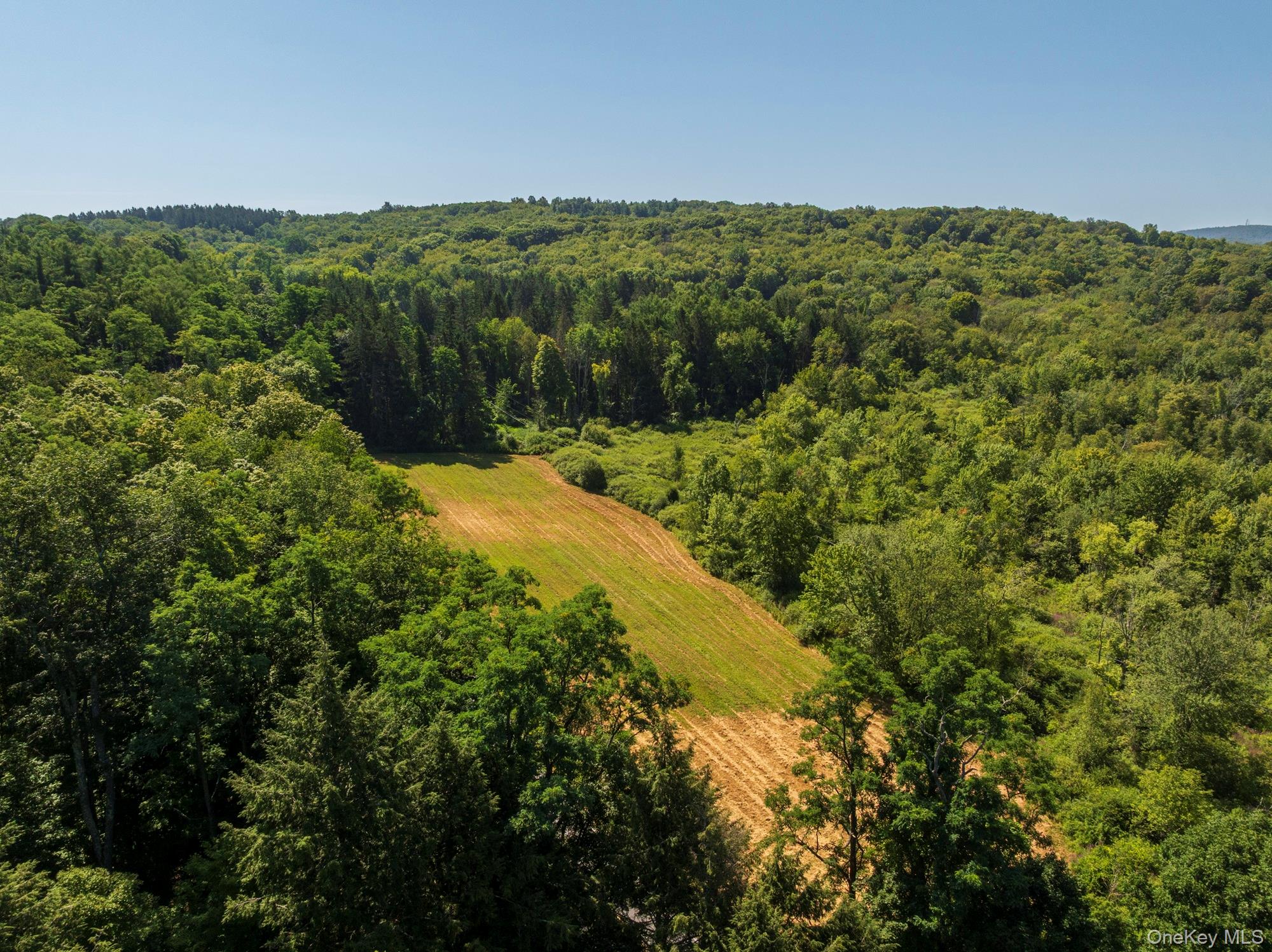 425 Camby Road Millbrook, NY 12545 - Photo 36 of 39 a view of a lush green forest with lots of trees