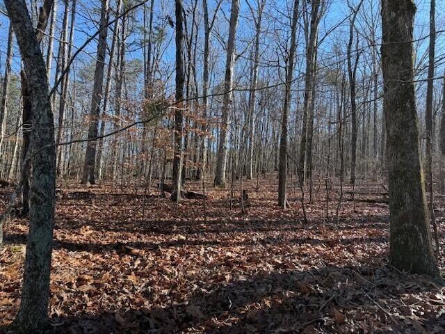 6 County Road 751 Valley Head, AL 35989 - Photo 2 of 18 a backyard of a house with lots of green space