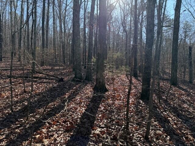 6 County Road 751 Valley Head, AL 35989 - Photo 3 of 18 a view of a yard with trees