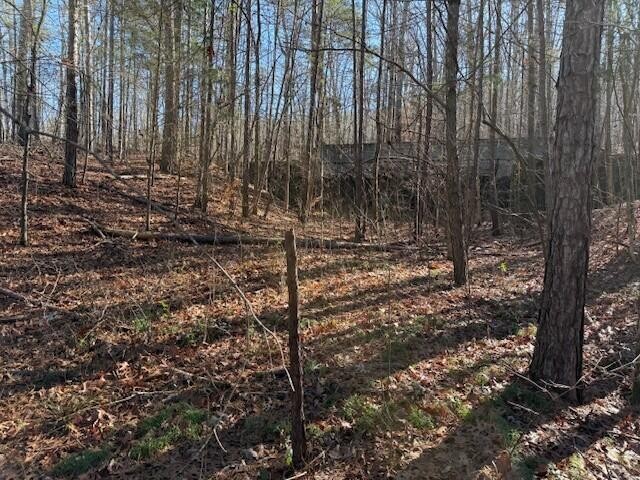 6 County Road 751 Valley Head, AL 35989 - Photo 4 of 18 a view of a yard with large trees