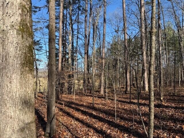 6 County Road 751 Valley Head, AL 35989 - Photo 7 of 18 a view of a backyard