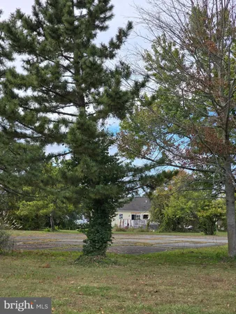 a view of a field with plants and trees