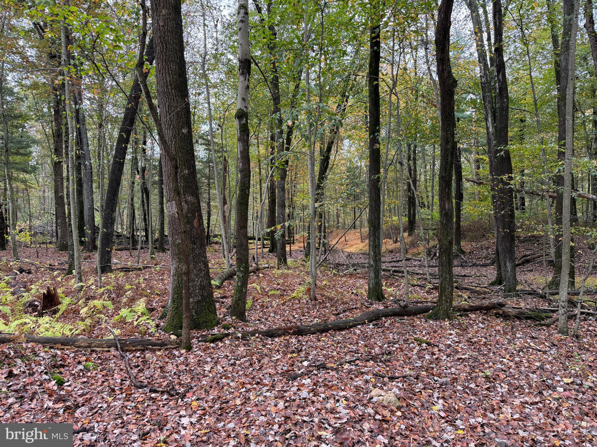 East Locust Street Mount Holly Springs, PA 17065 - Photo 1 of 13 a view of a forest with trees