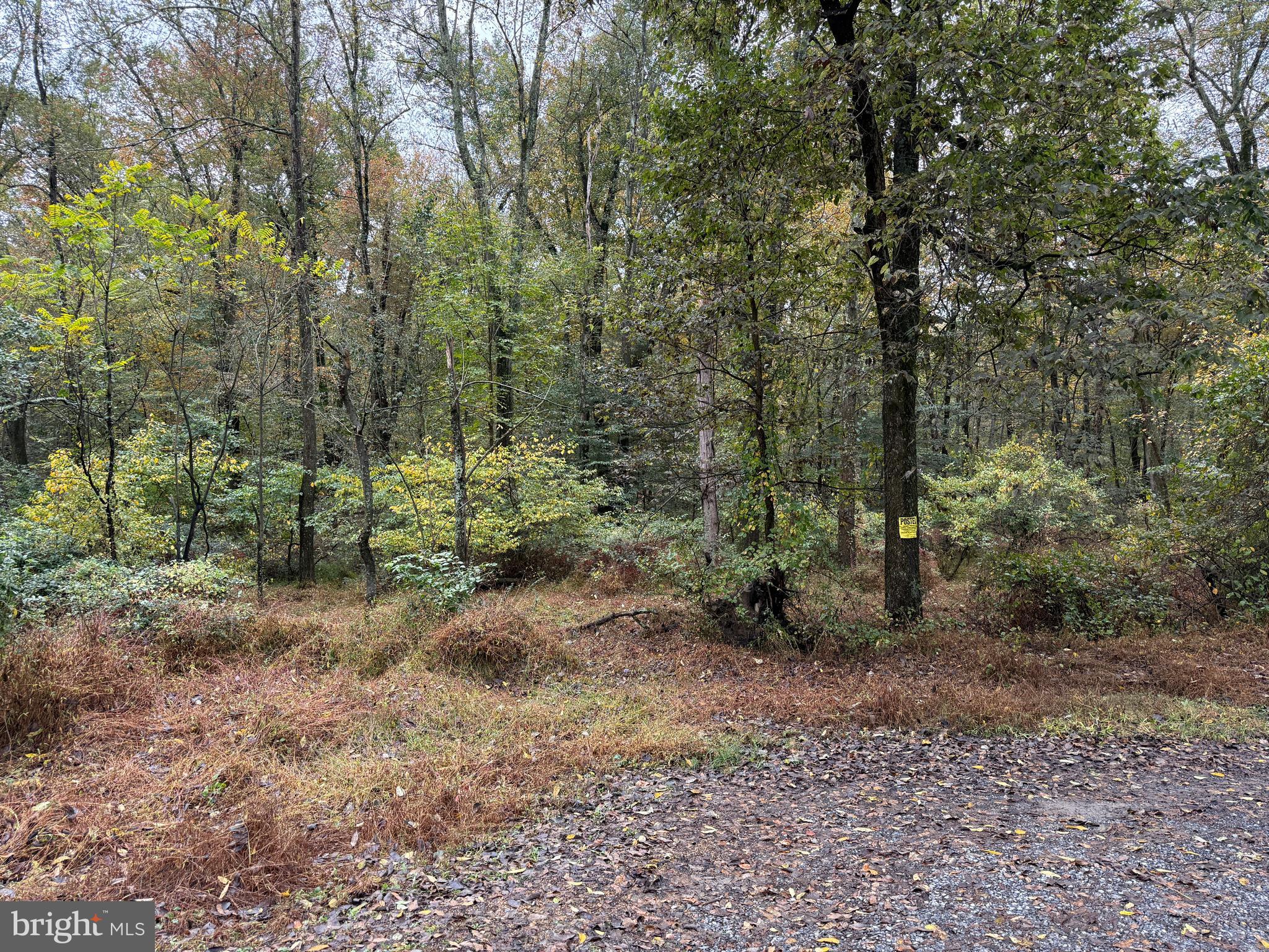 East Locust Street Mount Holly Springs, PA 17065 - Photo 13 of 13 a view of a forest with trees in the background