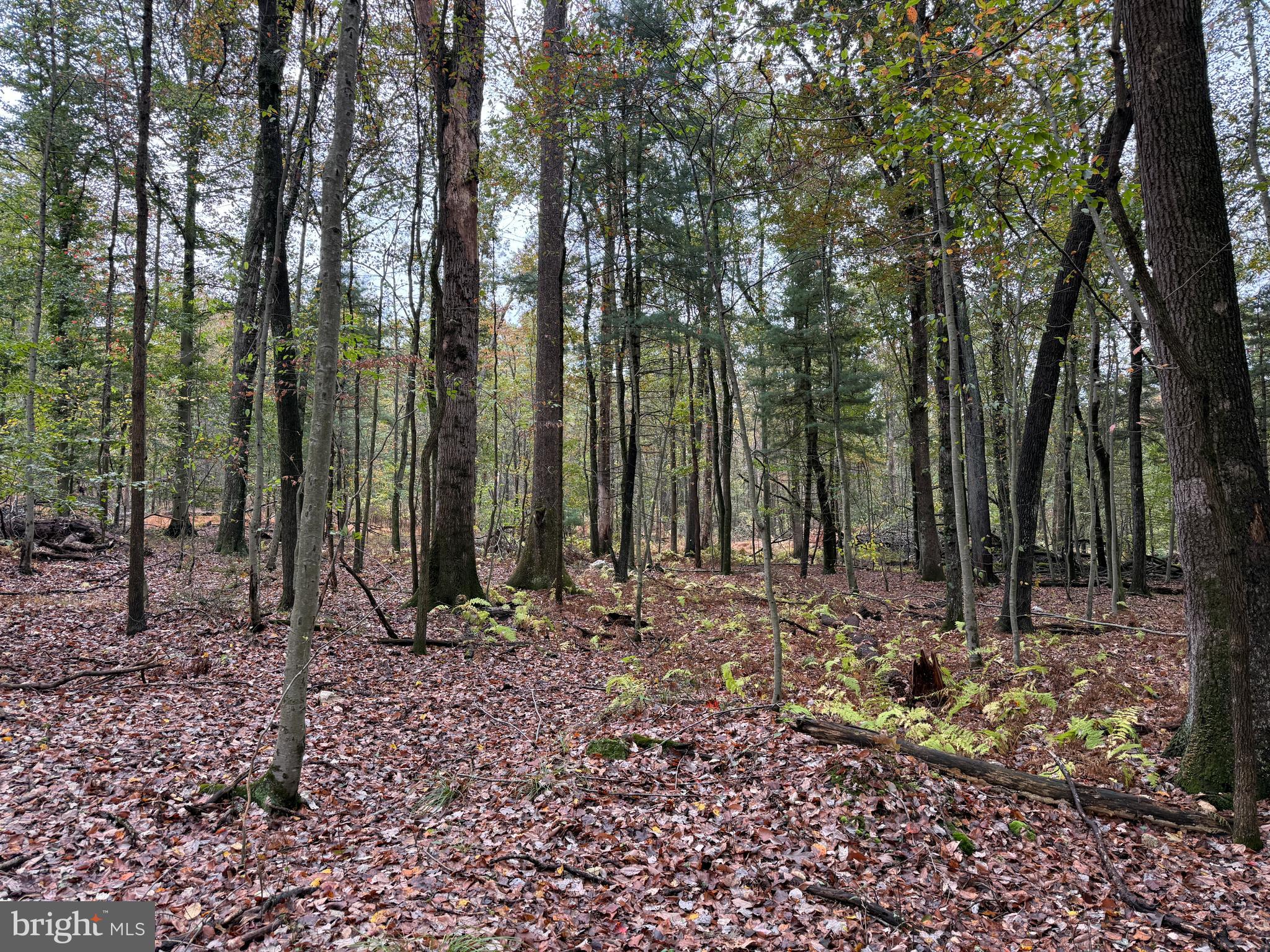 East Locust Street Mount Holly Springs, PA 17065 - Photo 2 of 13 a view of a backyard with lots of green space