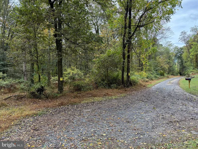 a view of a forest with trees in the background