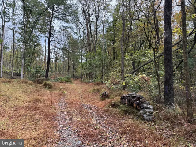 a view of a forest with trees in the background