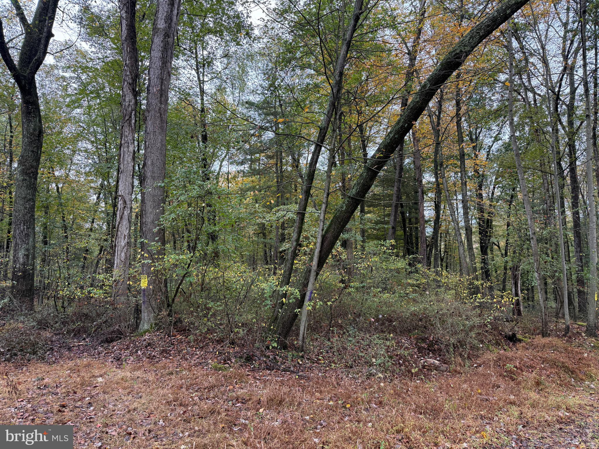 East Locust Street Mount Holly Springs, PA 17065 - Photo 6 of 13 a view of a forest that has large trees
