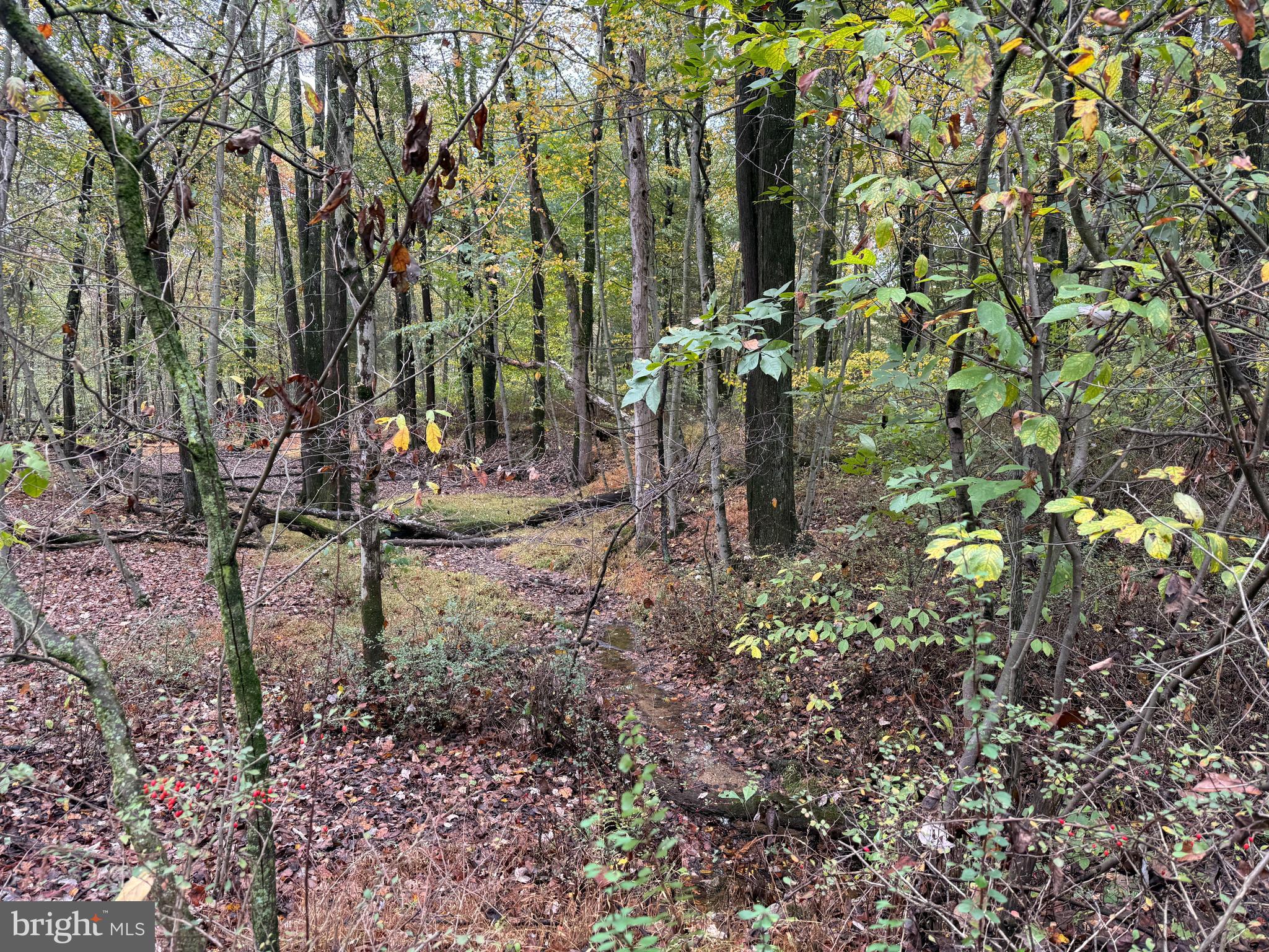 East Locust Street Mount Holly Springs, PA 17065 - Photo 7 of 13 a backyard of a house with lots of green space