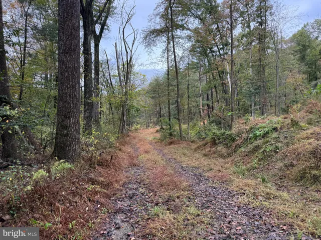 a view of a forest with trees