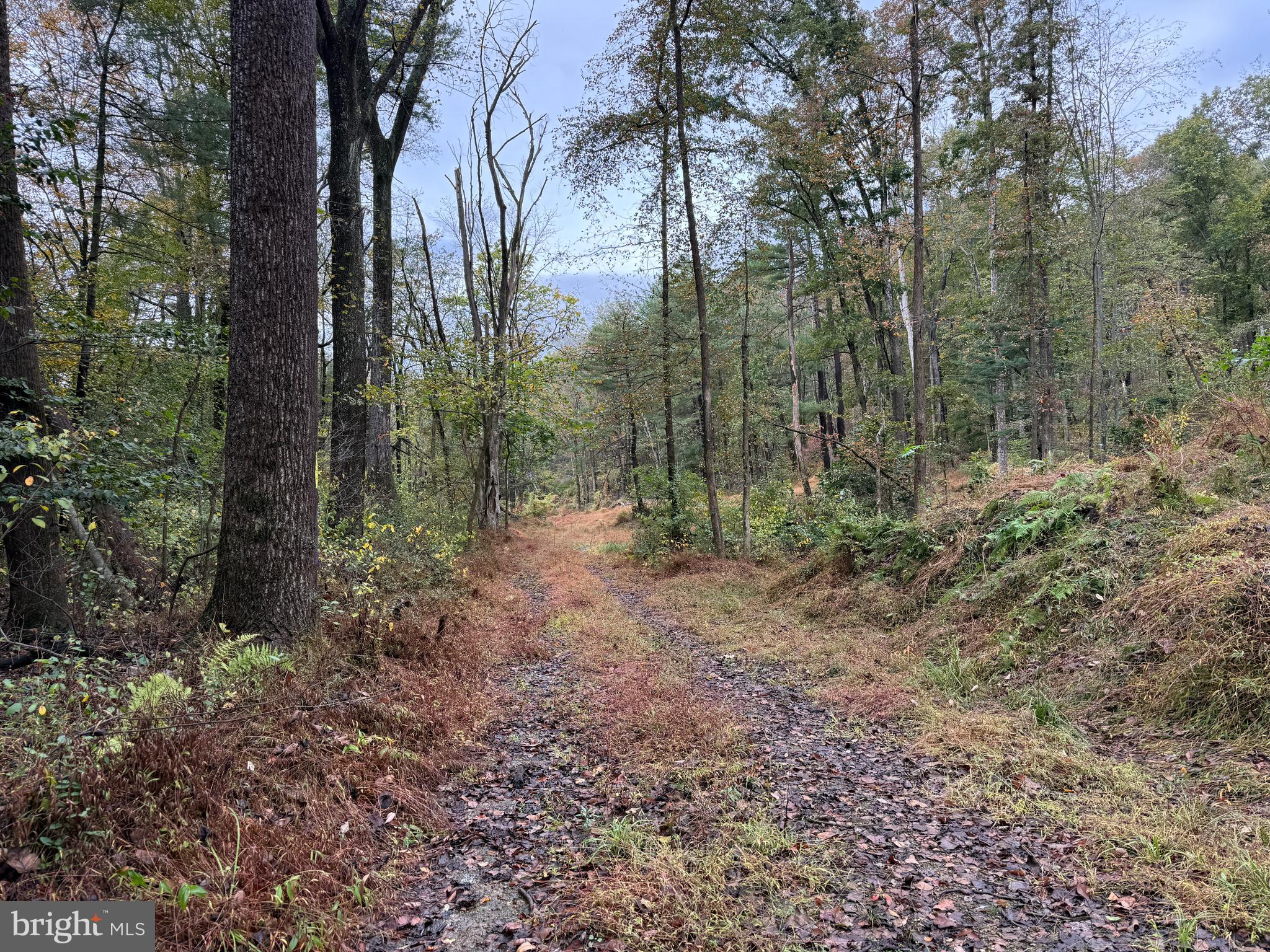 East Locust Street Mount Holly Springs, PA 17065 - Photo 9 of 13 a view of a forest with trees