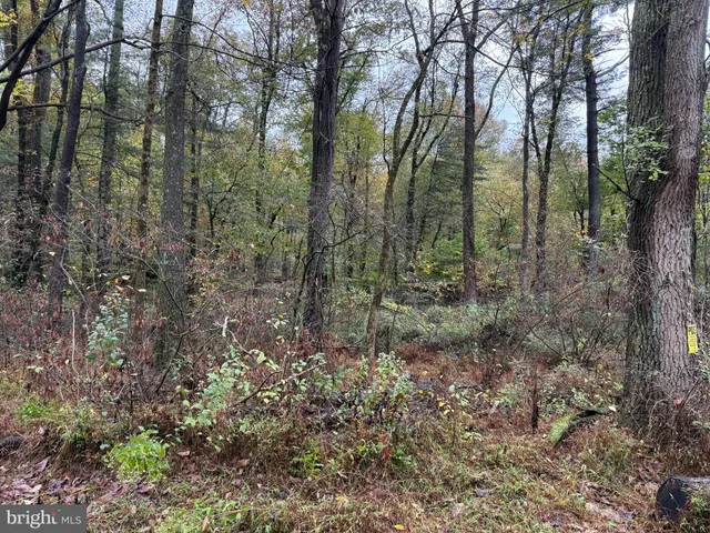 a view of a forest with lots of trees