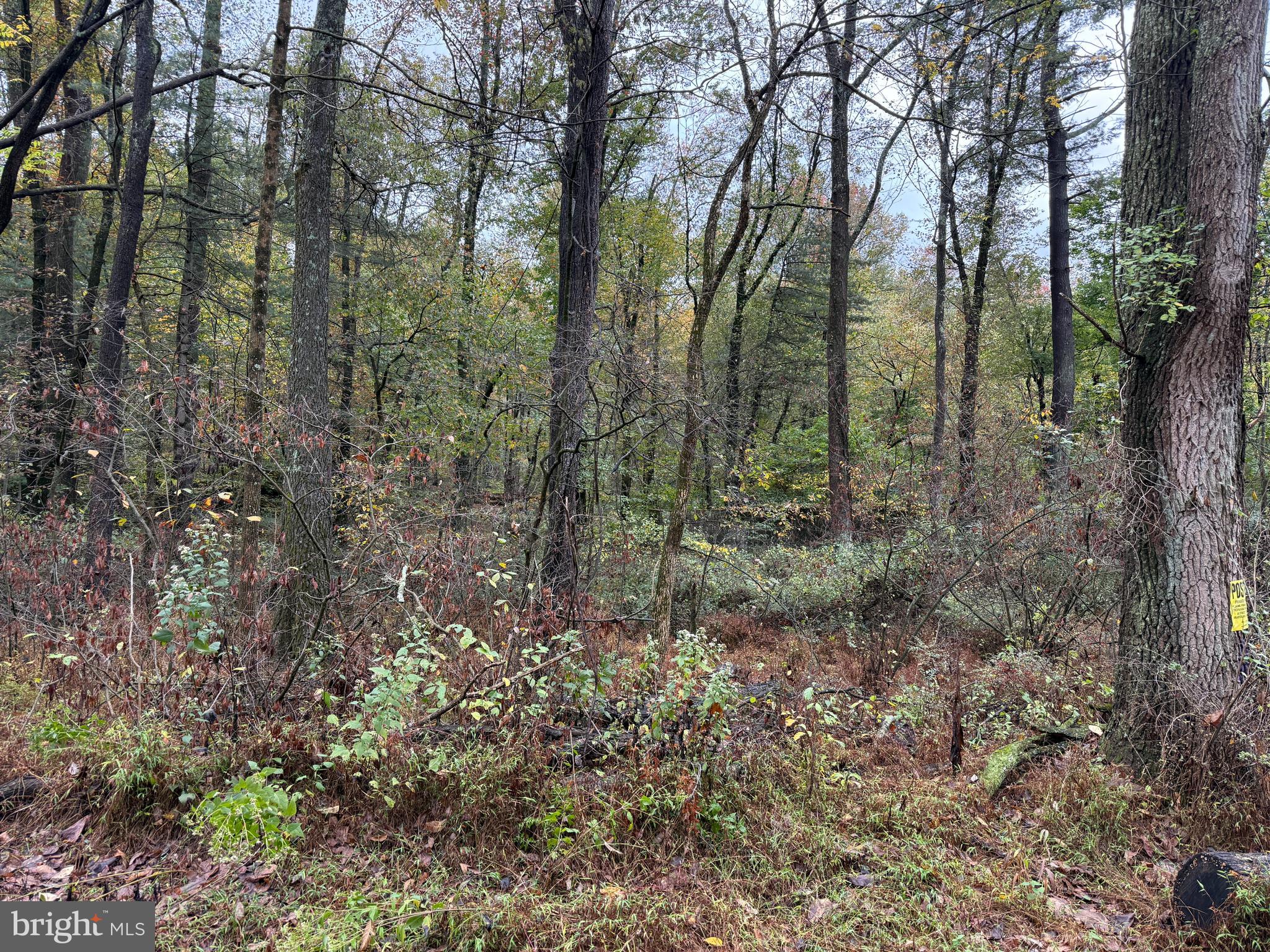 East Locust Street Mount Holly Springs, PA 17065 - Photo 10 of 13 a view of a forest with lots of trees
