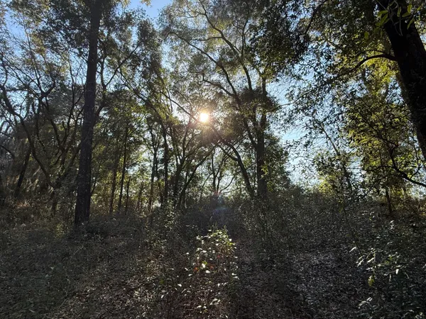 a view of a forest with trees in the background