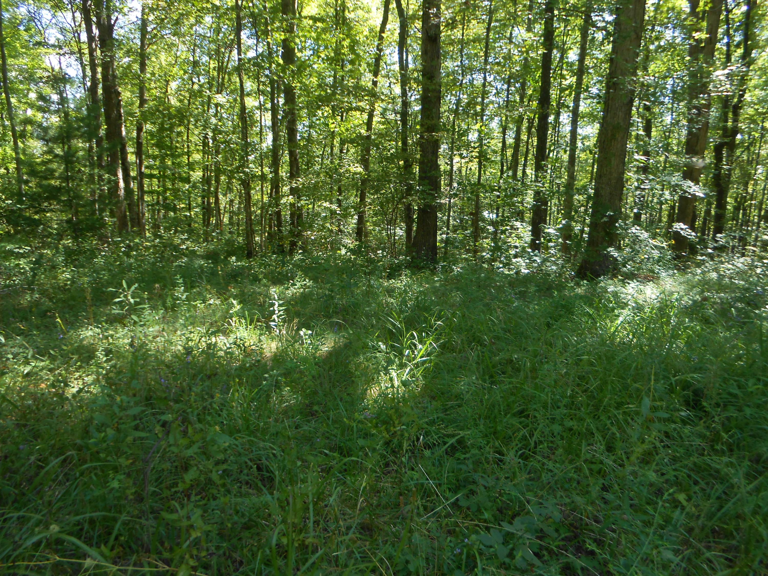 2-acres Copley Cemetery Road Jamestown, TN 38556 - Photo 2 of 40 DSCN9409