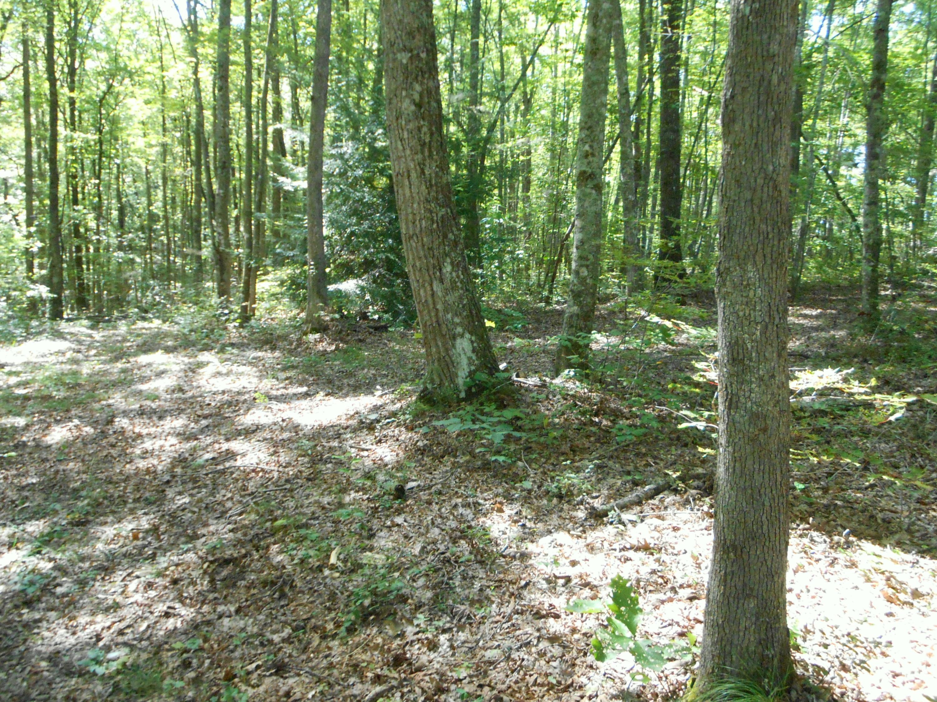 2-acres Copley Cemetery Road Jamestown, TN 38556 - Photo 23 of 40 DSCN9430