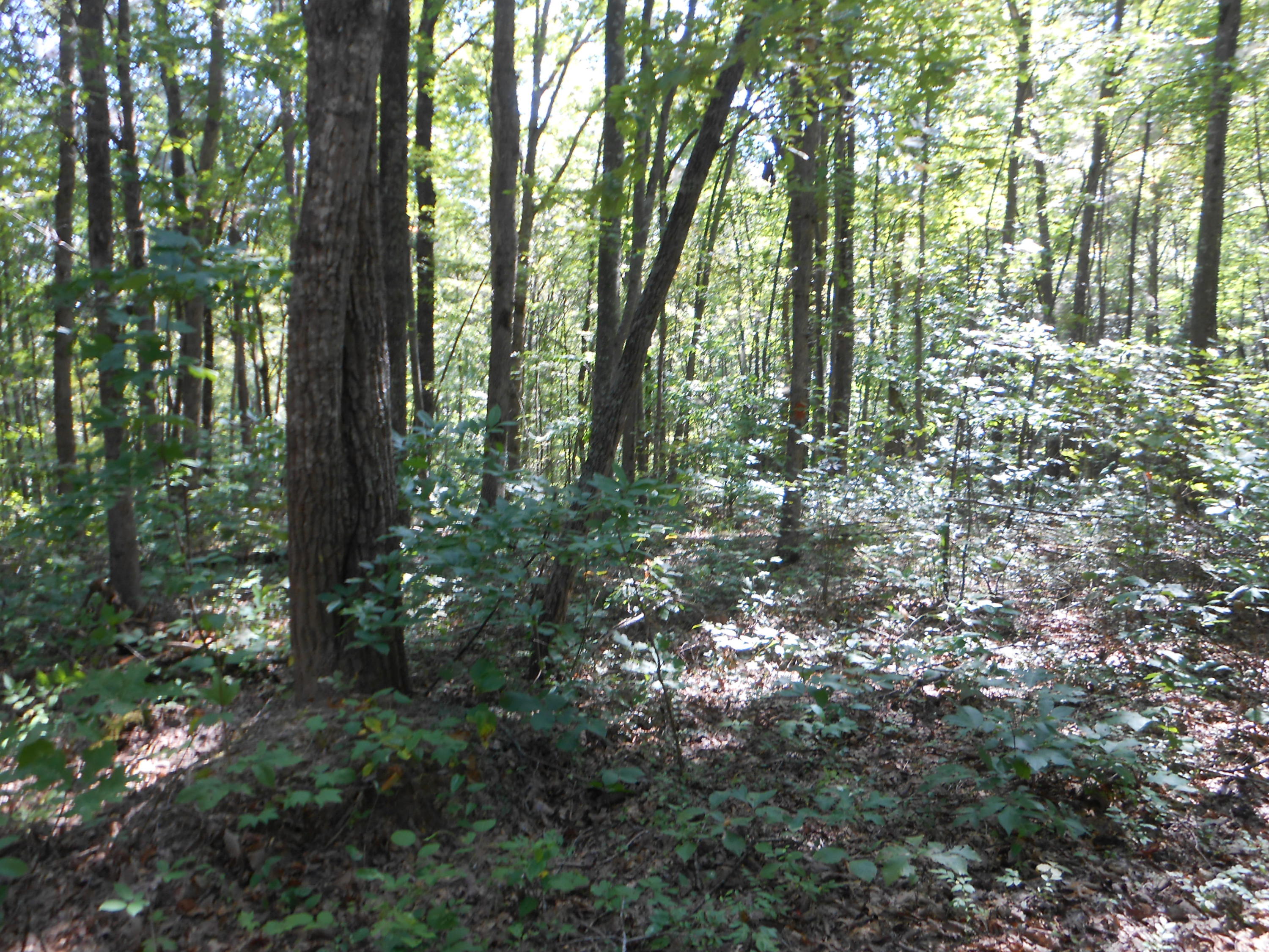 2-acres Copley Cemetery Road Jamestown, TN 38556 - Photo 27 of 40 DSCN9436