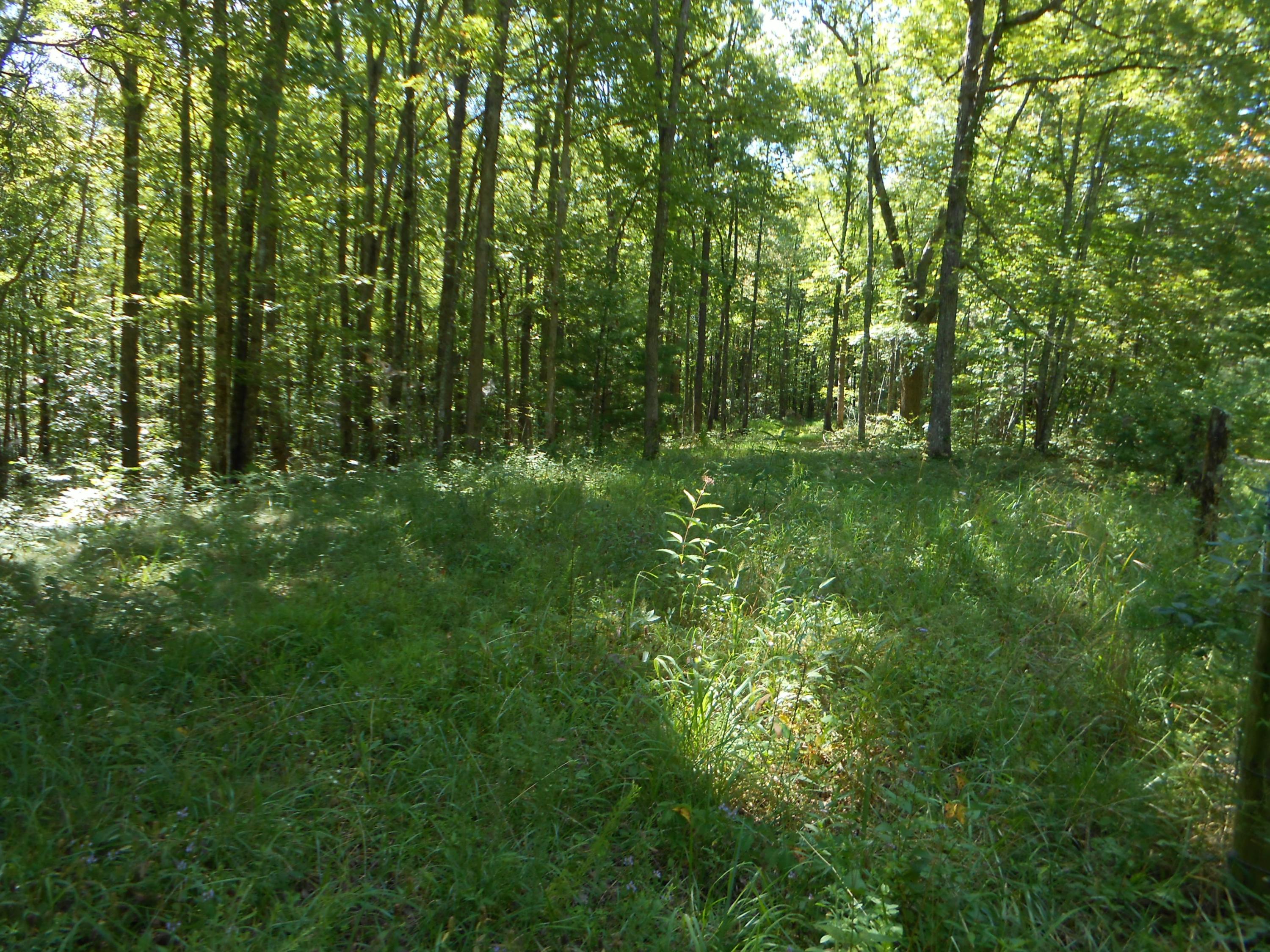 2-acres Copley Cemetery Road Jamestown, TN 38556 - Photo 4 of 40 DSCN9411