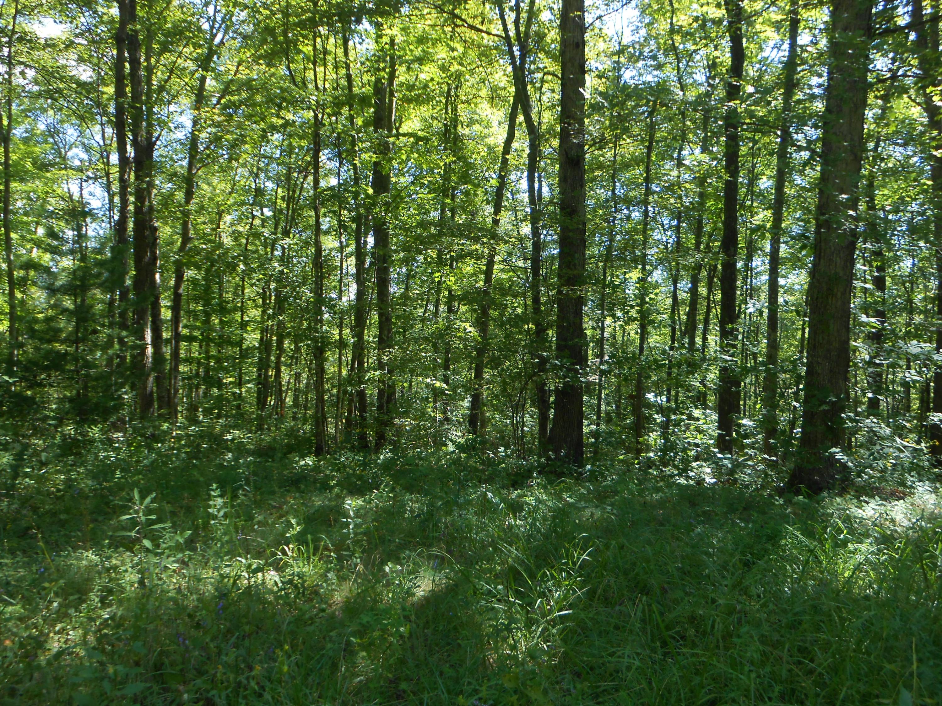 2-acres Copley Cemetery Road Jamestown, TN 38556 - Photo 6 of 40 DSCN9413