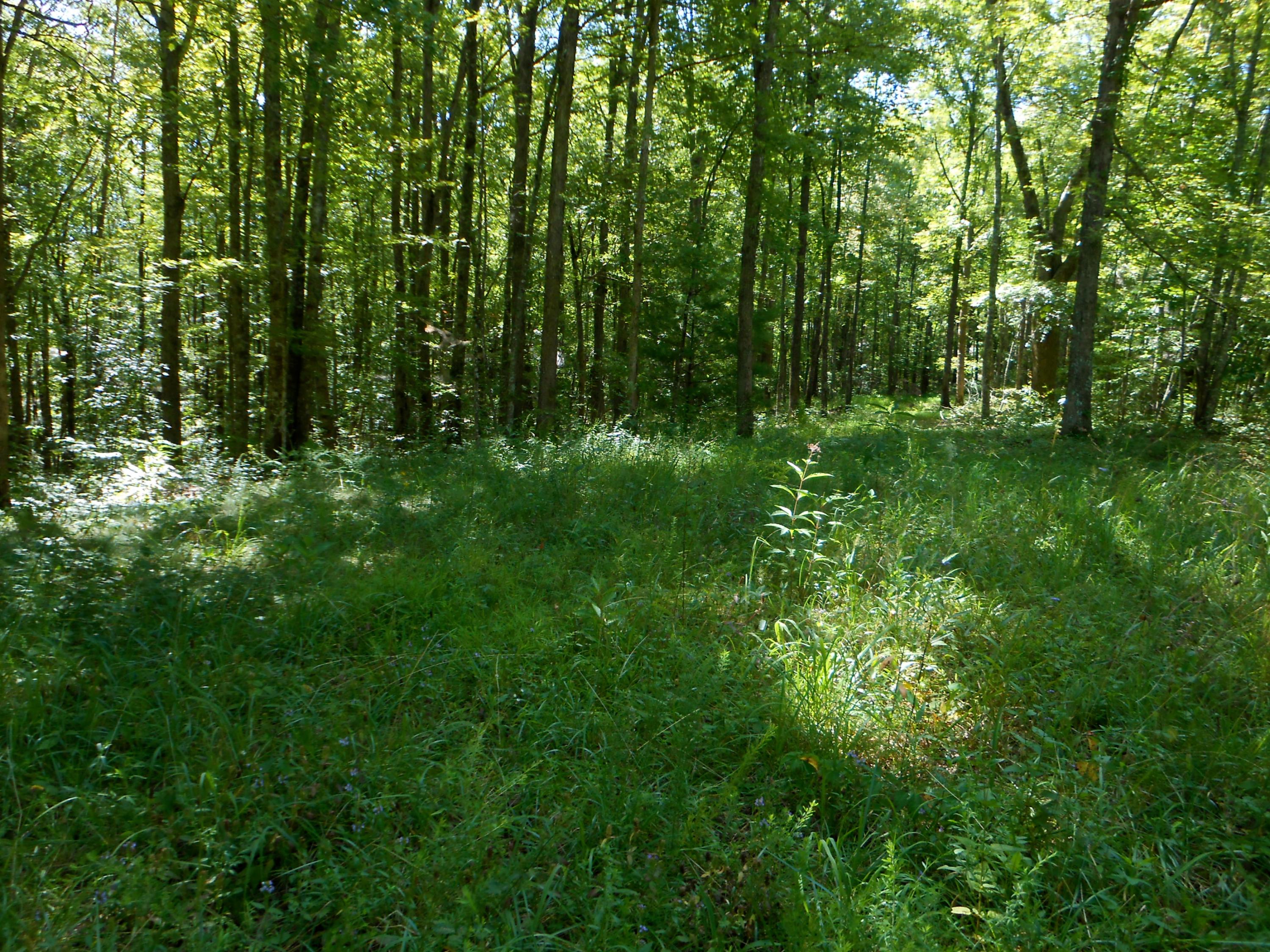 2-acres Copley Cemetery Road Jamestown, TN 38556 - Photo 7 of 40 DSCN9414