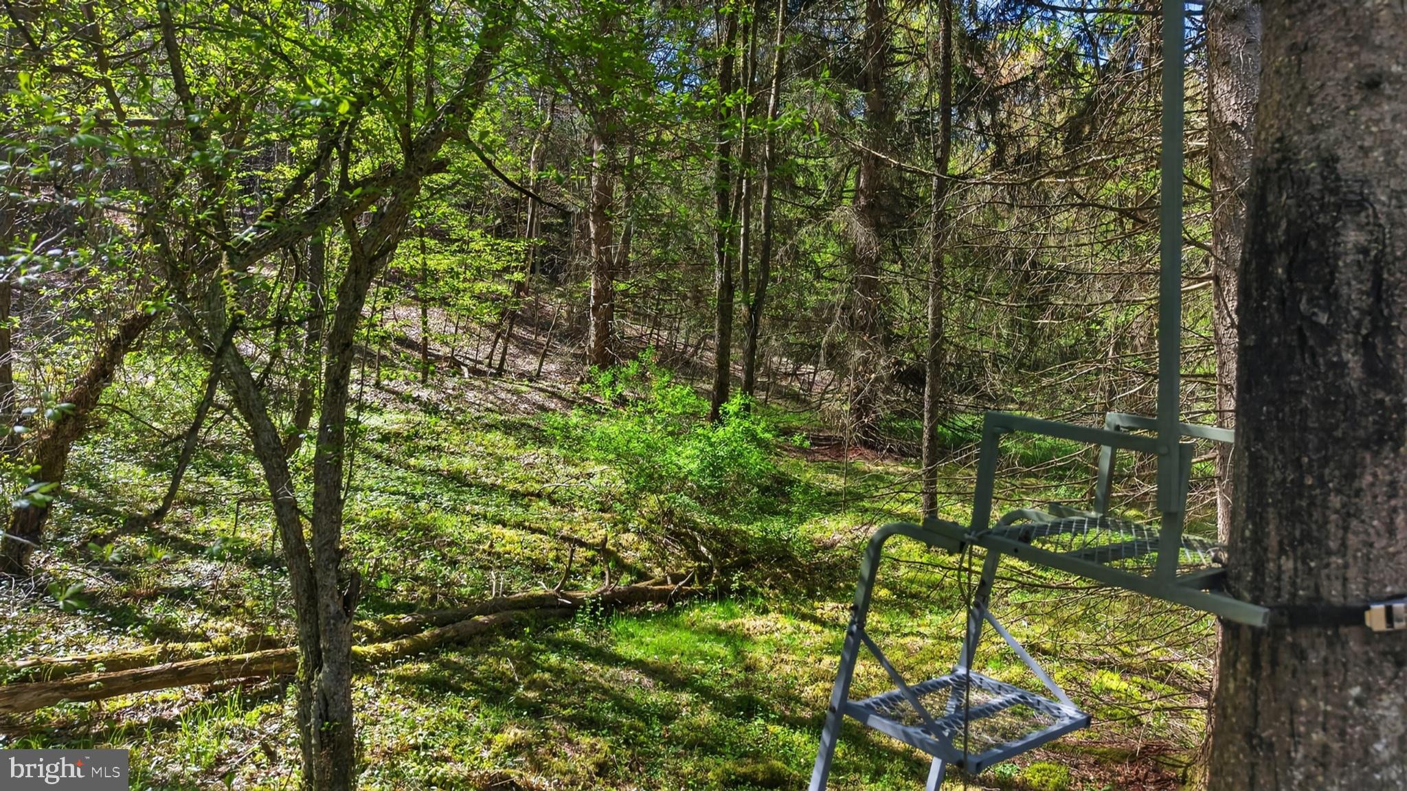 259 A A-Frame Road Coudersport, PA 16915 - Photo 114 of 130 Serene forest retreat awaits you.