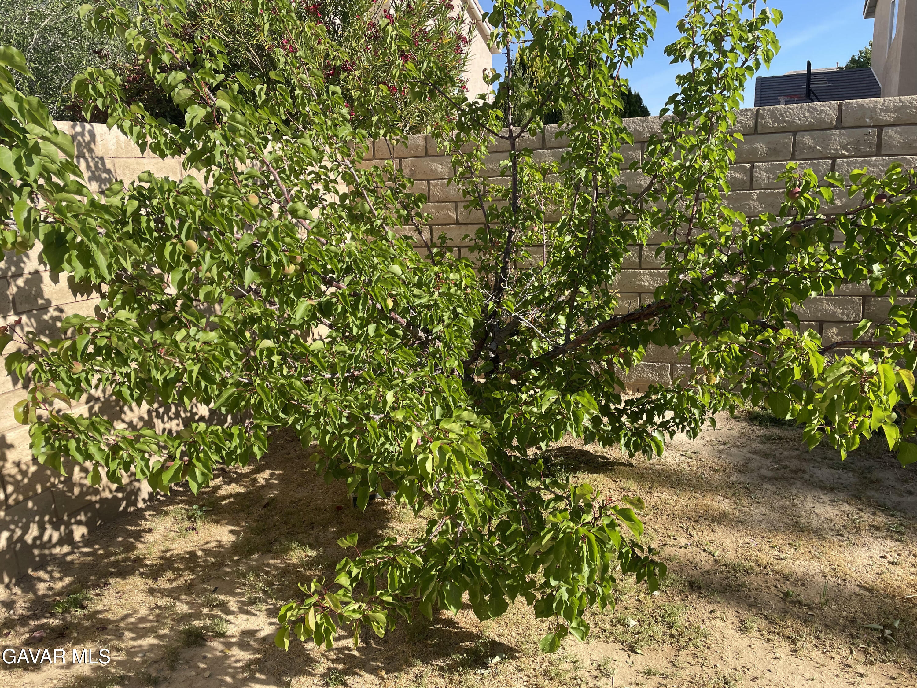 3303 Arious Way Lancaster, CA 93536 - Photo 42 of 43 a view of a plants with a tree