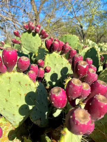 $731,700 | 1000 Cr 116 Ballinger Tx 76821, Ballinger, TX 76821