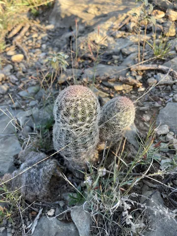 $731,700 | 1000 Cr 116 Ballinger Tx 76821, Ballinger, TX 76821