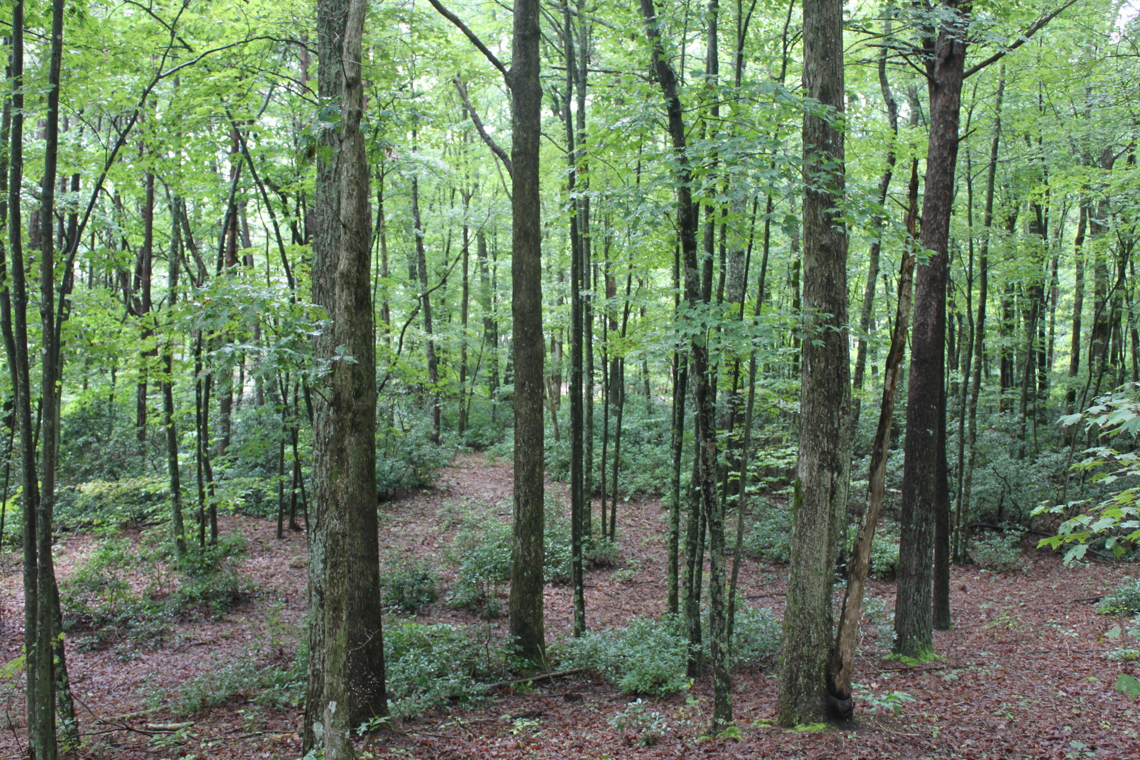 Wooded Lot