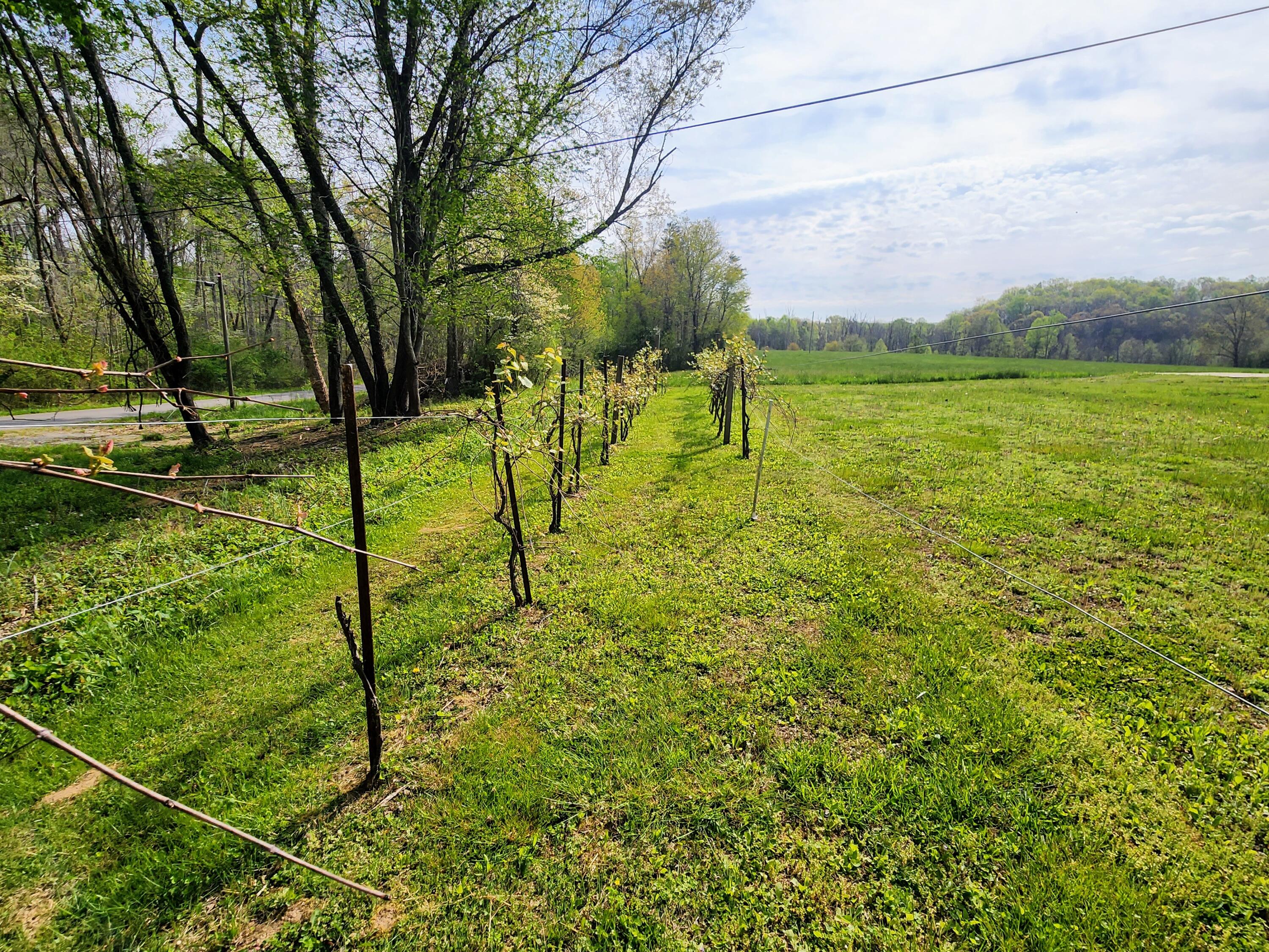 62 Tatesville Road Palmer, TN 37365 - Photo 54 of 68 20230421_092205