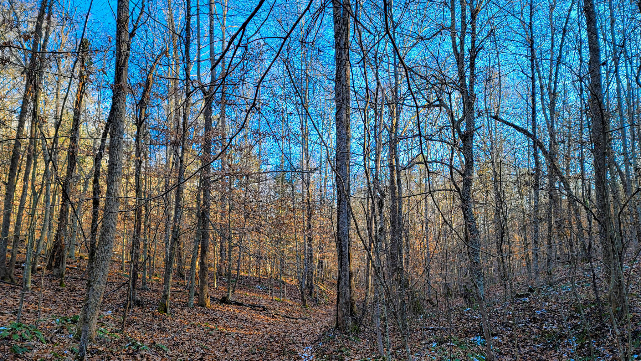 0 Beech Timber Road Beattyville, KY 41311 - Photo 39 of 54 20241212_154731