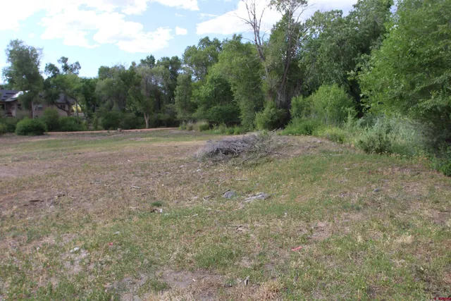 a view of a field with plants and trees
