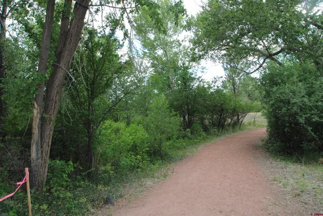a view of a forest filled with trees