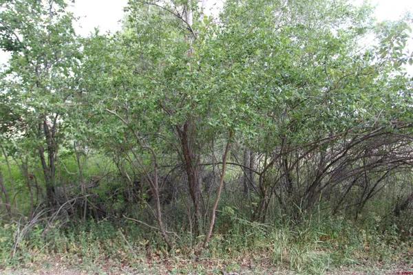 a view of a lush green forest