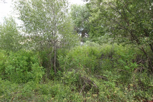 a view of a road with trees in the background