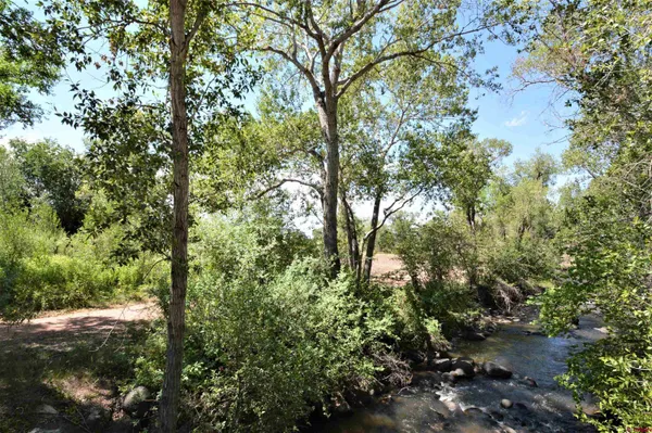 a view of a forest filled with trees