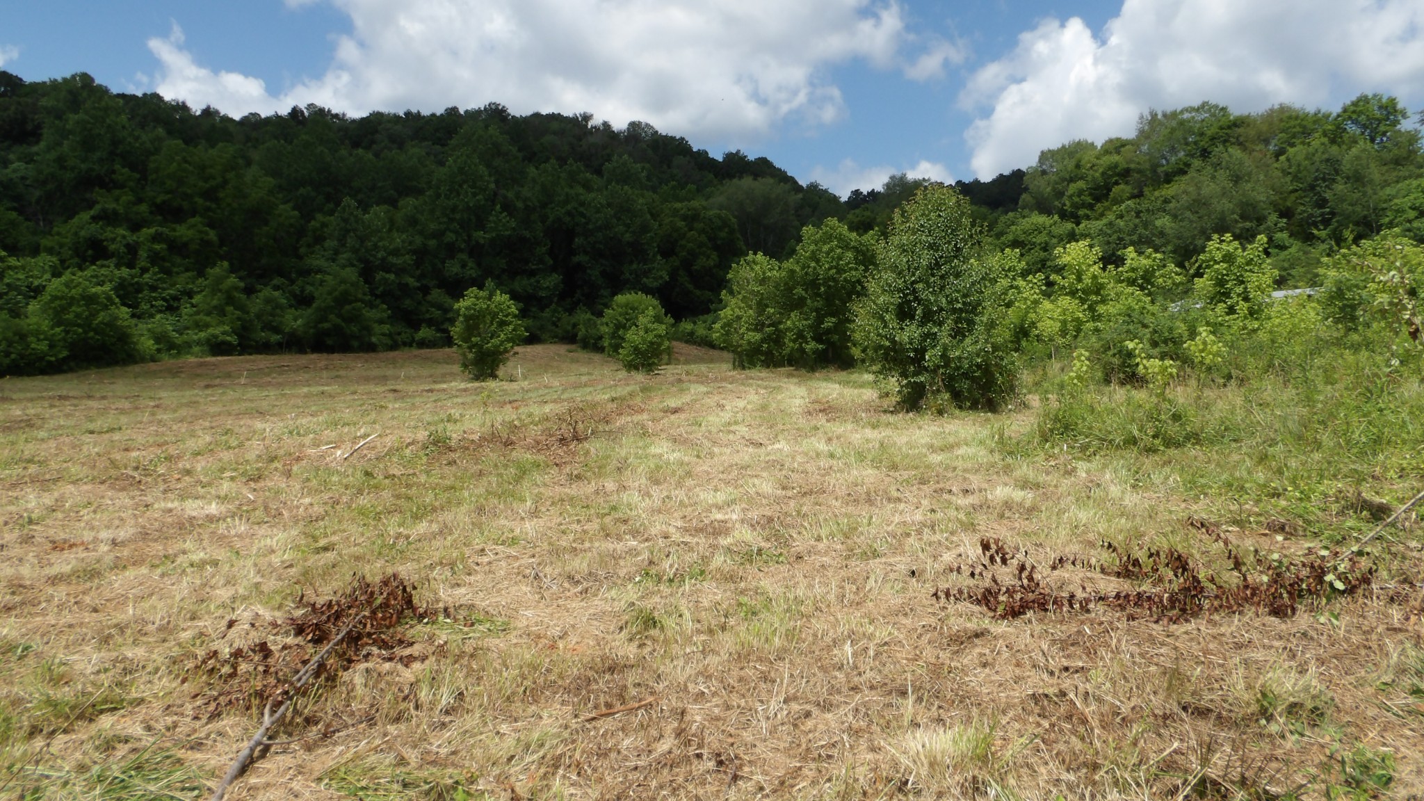 0 Lonnie Reecer Road Celina, TN 38551 - Photo 7 of 44