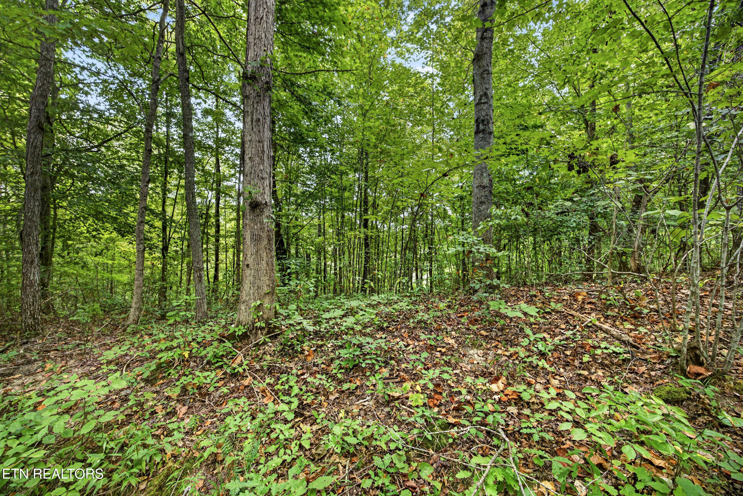 Lot 29 Timber Ridge Lane Celina, TN 38551 - Photo 7 of 11 6-8N5A6748
