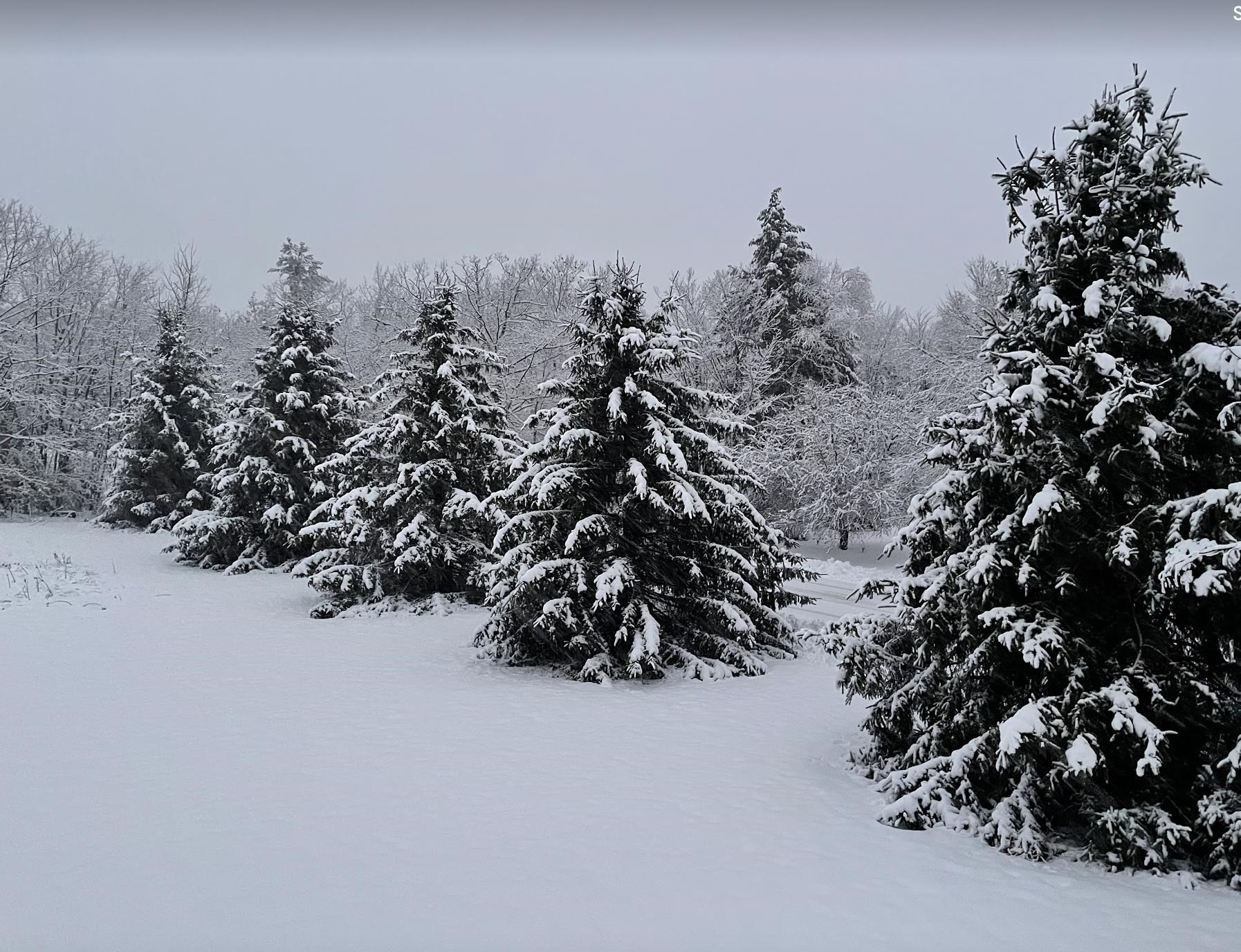 4 Deer Run Road Bow, NH 03304 - Photo 36 of 38