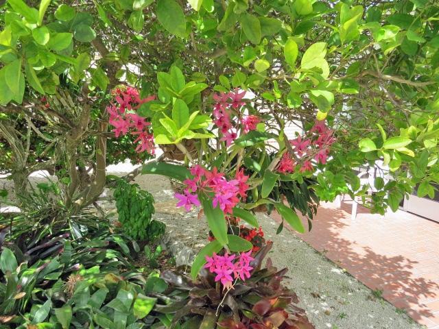 1207 Mockingbird Road Key Largo, FL 33037 - Photo 13 of 40 Gardens