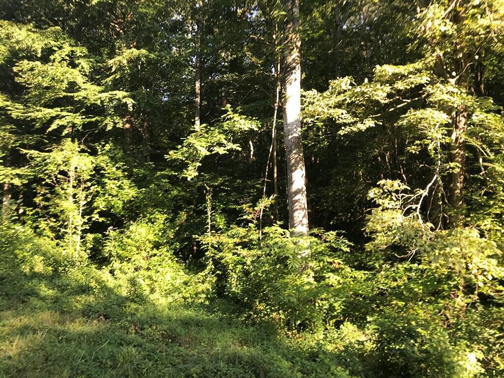 0 Steve Brown Road, Unit 5B Bean Station, TN 37708 - Photo 4 of 11 601103_3