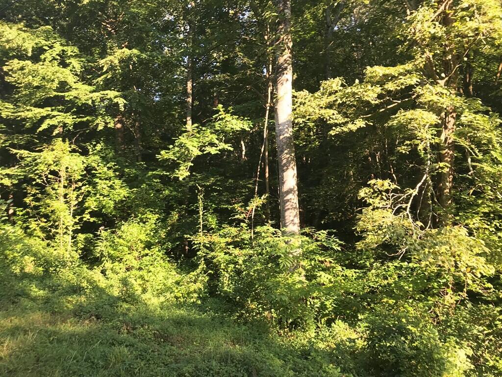 0 Steve Brown Road, Unit 5B Bean Station, TN 37708 - Photo 5 of 11 601103_4