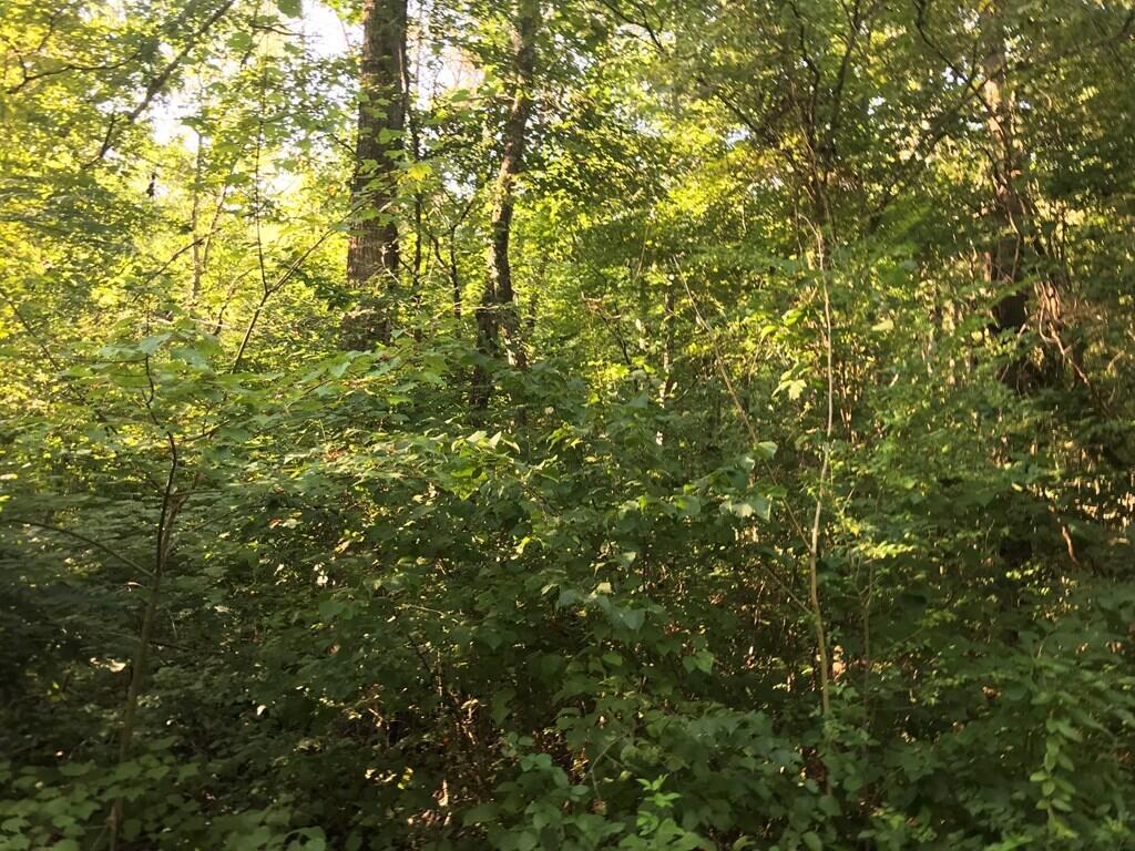 0 Steve Brown Road, Unit 5B Bean Station, TN 37708 - Photo 7 of 11 601103_6
