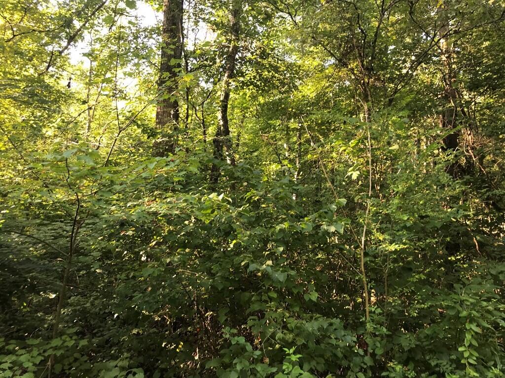 0 Steve Brown Road, Unit 5B Bean Station, TN 37708 - Photo 9 of 11 601103_8