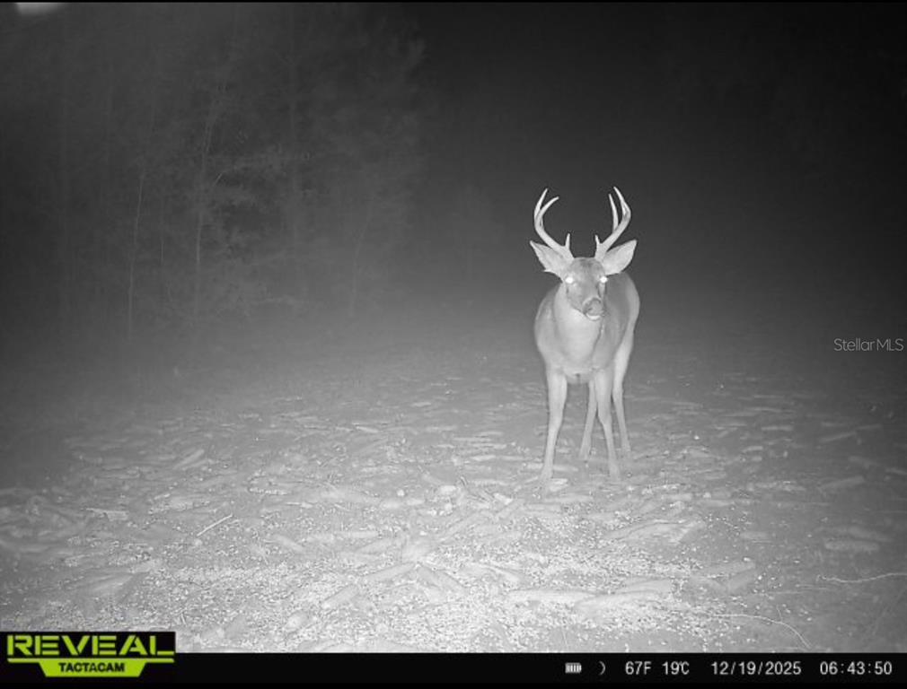 0 Old Federal Road Quincy, FL 32351 - Photo 7 of 81 Gallery Image 7