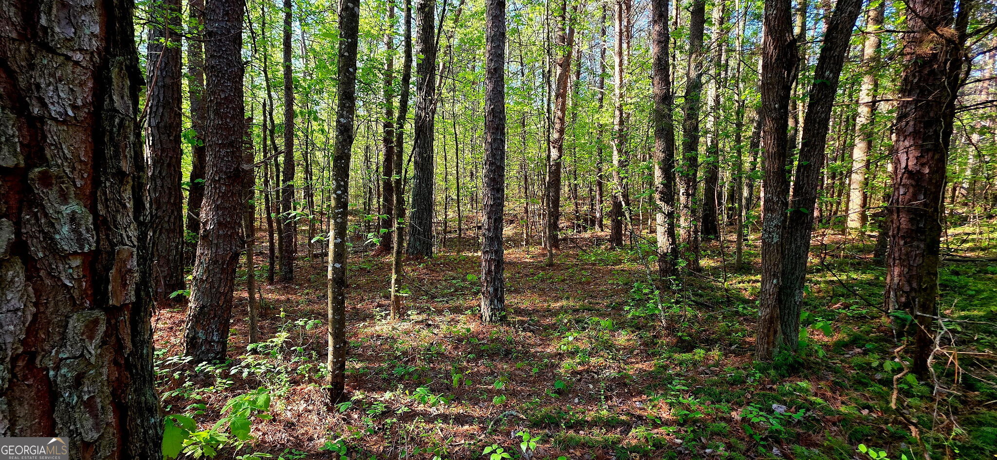 0 Plainview Road Maysville, GA 30558 - Photo 6 of 12