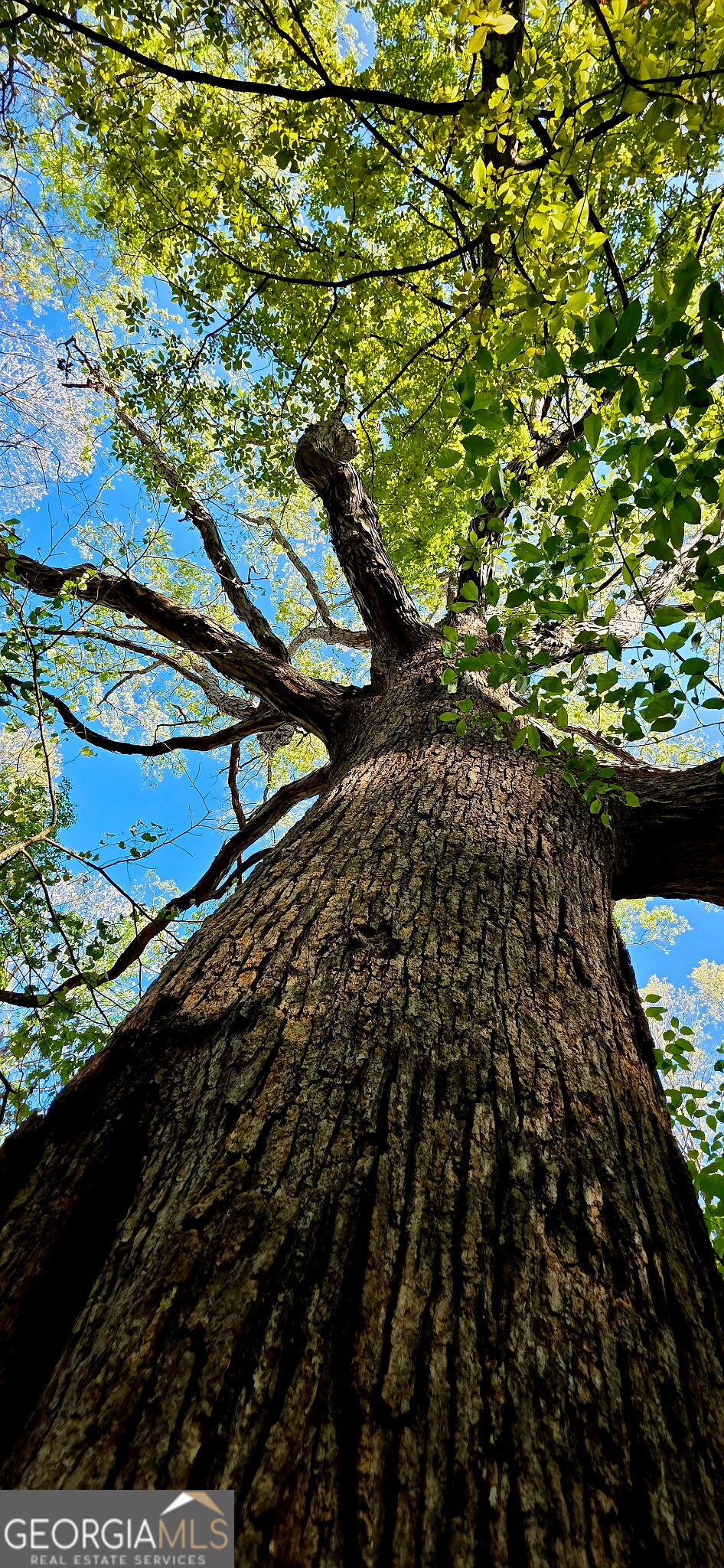 0 Plainview Road Maysville, GA 30558 - Photo 10 of 12