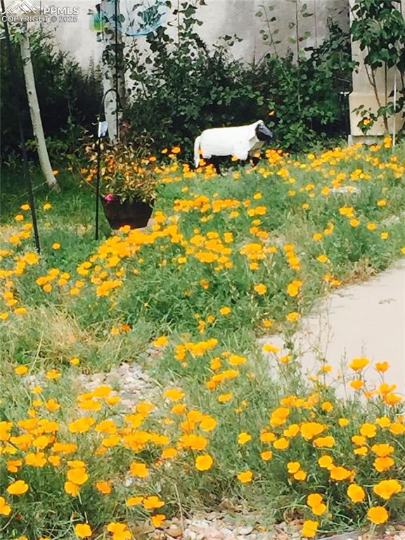 730 Winding Hills Road Monument, CO 80132 - Photo 40 of 42 a view of a tree with a yard